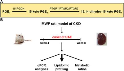 Tissue lipidomic profiling supports a mechanistic role of the prostaglandin E2 pathway for albuminuria development in glomerular hyperfiltration